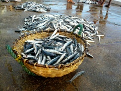 Negombo fish market 